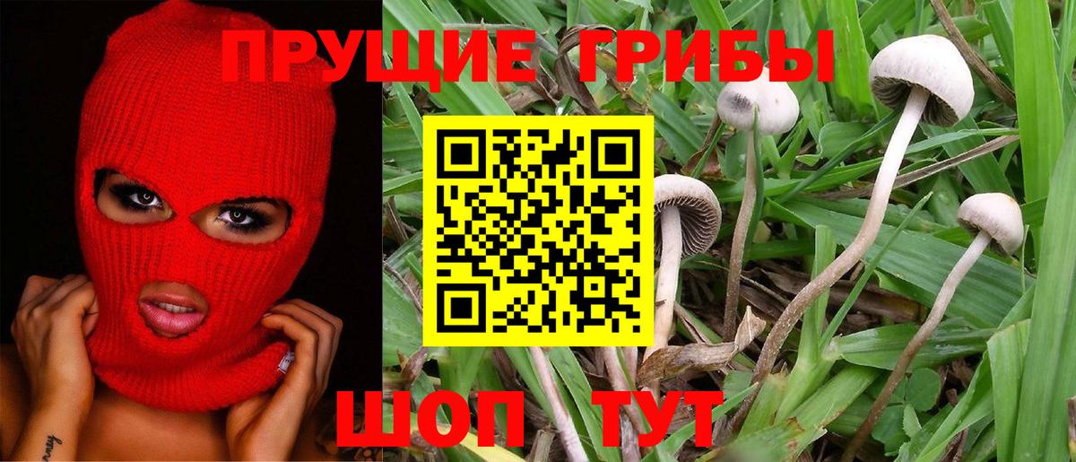 Галлюциногенные грибы Psilocybine cubensis Озёрск